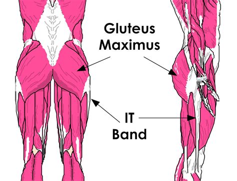 Glute Definition & Meaning .